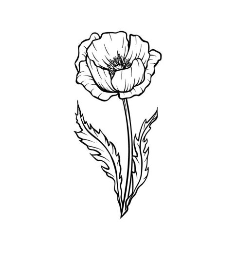 Draw A Poppy
