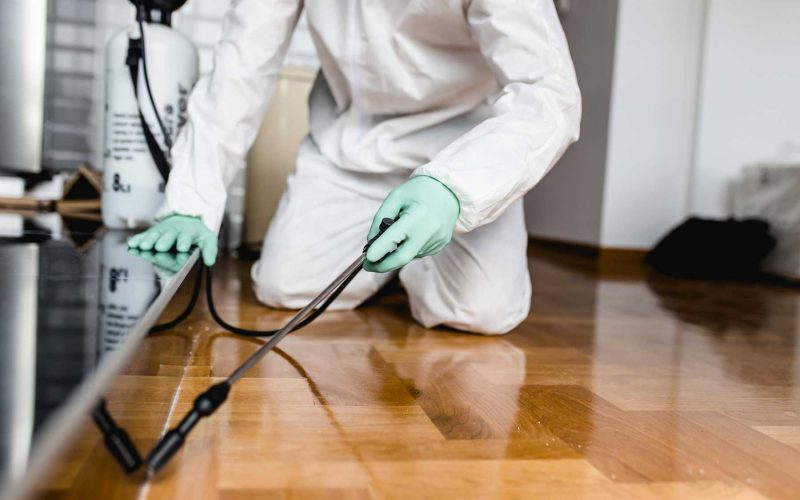 How Can I Do Pest Control at Home by Myself?