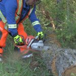 online chainsaw safety training course 