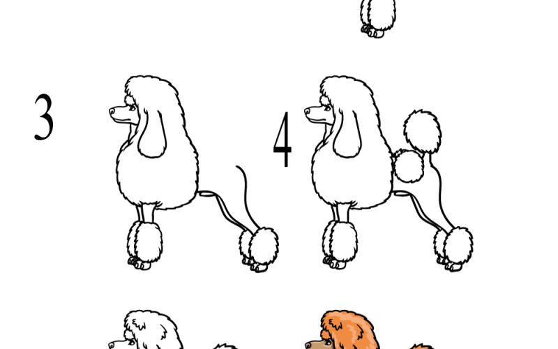 Poodle Drawing Tutorial